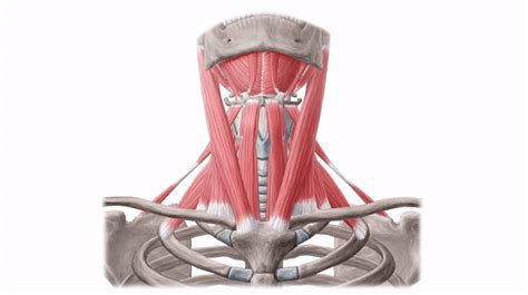 Suprahyoid Muscles Preview Human Anatomy Kenhub On Make A 