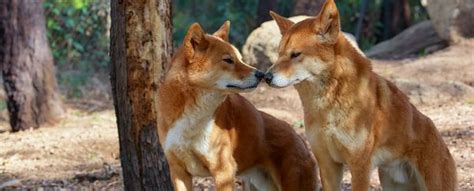 The Culling Of Australias Dingoes Is Having A Strange Effect On Plant