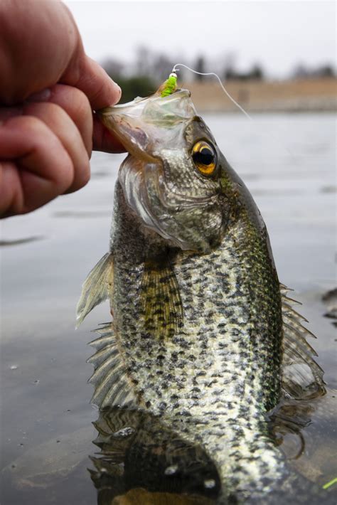 Getting Hooked On Spring Crappie Fishing Nebraskaland Magazine