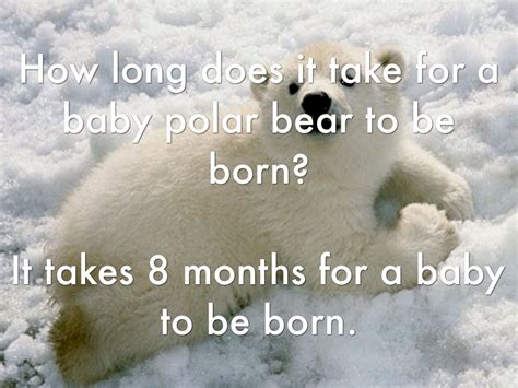 See more ideas about pick up lines, bones funny, awful pick up lines. Polar Bears by Ashley Friedrich
