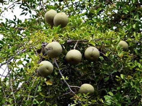 Wood Apple, Limonia acidissima