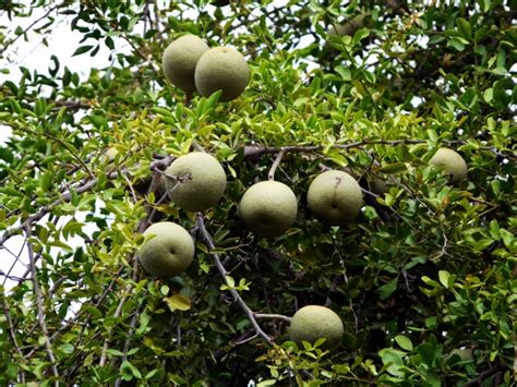 We did not find results for: Wood Apple, Limonia acidissima