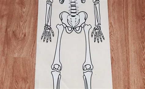 Atividade Desenho Molde Do Esqueleto Para Recortar Pintar E Montar