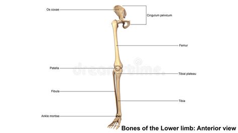 Leg Bone Diagram Leg Skeletal Anatomy Medlineplus Medical