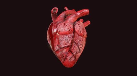 3d Asset Pbr Ripped Out Human Heart Cgtrader