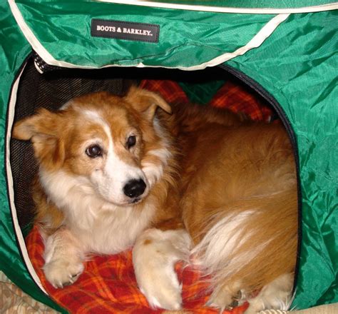 Here's 8 tips to calm your dog during a storm from figo! How-to-Calm-a-Scared-Dog-During-a-Thunderstorm