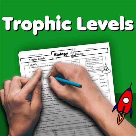 Trophic Levels Home Learning Worksheet Gcse Uk