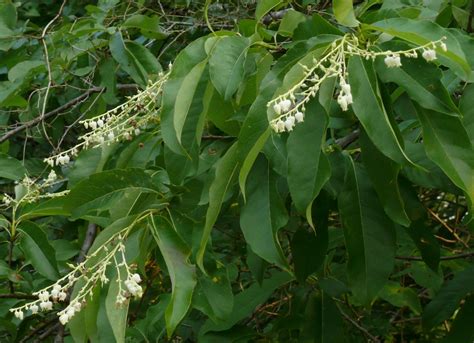 The parry pine tree is native to southern california and parts of mexico, and the tallest it ever gets is around 50 feet. Ohio Birds and Biodiversity: Some flashy natives