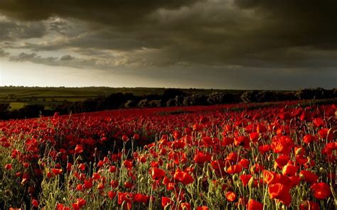 Poppy Field Farm Wallpaper For Widescreen Desktop Pc 1920x1080 Full Hd