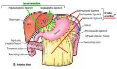 Digestive functions of the tongue include. Anatomy Exam 5: Overview of Digestive System Flashcards ...