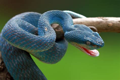 Viper Snake Stock Photos Pictures And Royalty Free Images Istock