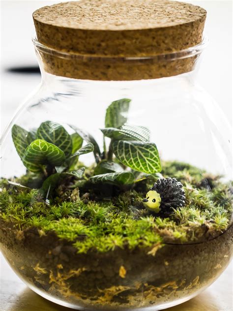 How To Make A Self Sustaining Terrarium Closed Terrarium Plants