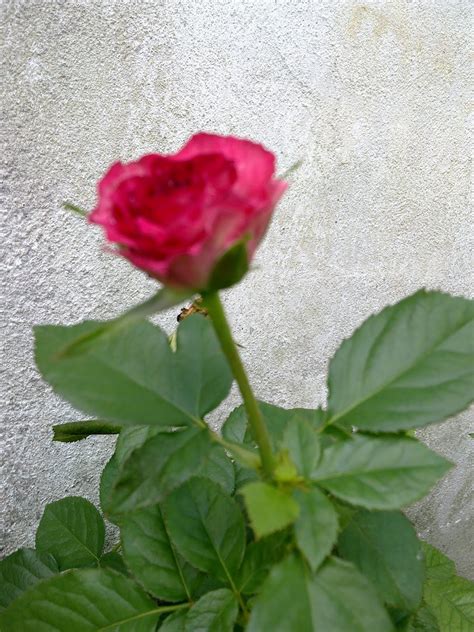 Inilah cara bunga mawar melindungi diri. Macam Macam Ada...: Pokok Ros / Mawar