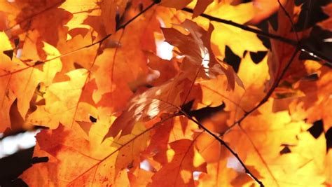 Sun Shining Through Autumn Leaves Stock Footage Video 100 Royalty