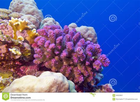 Coral Reef With Pink Pocillopora Coral At The Bottom Of