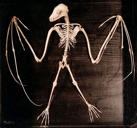 Российский Сервис Онлайн Дневников Bat Skeleton Bones Animal Skeletons