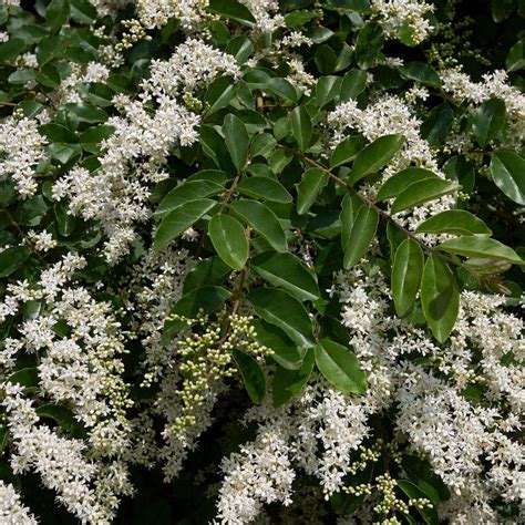 Alder And Oak 5 Container Wax Leaf Privet Flowering Evergreen Privacy