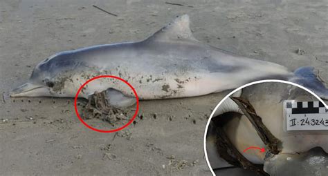 Shocking Item Contributed To Death Of Dolphin Found On Beach Flipboard