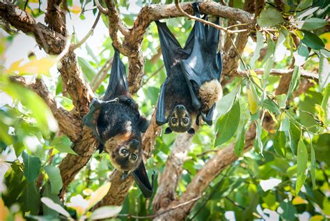 Our Laws Failed These Endangered Flying Foxes At Every Turn On