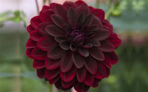 7 Easy Tips To Grow Mysterious Black Dahlia In Home Garden