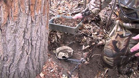 Beaver Trapping Foothold Trap Set Youtube