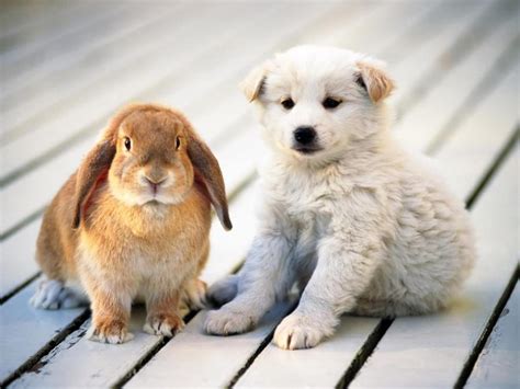 Awkward Friendships Dog N Rabbit