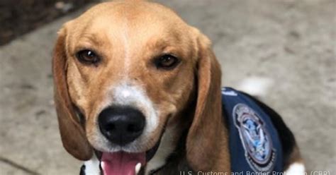 Cbp Agricultural K 9 Team Welcomes New Beagle To Their Team