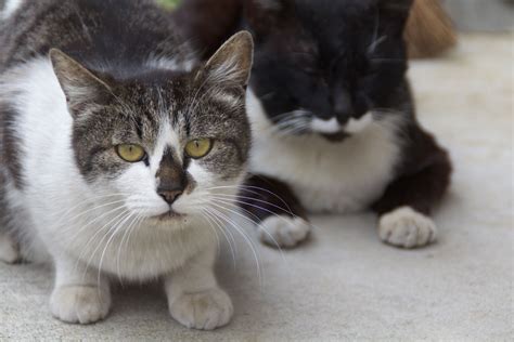 Living In Japan? Here's How You Can Help Feral "nora Neko" Cats In Your
