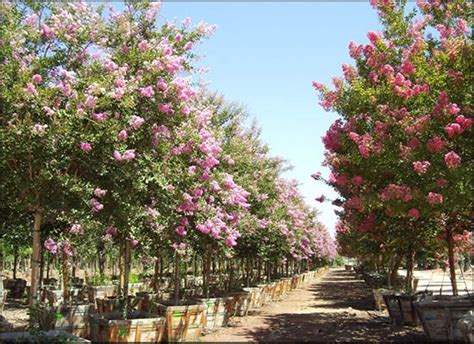 They bloom in a variety of colors, including red, white, and pink, and can. Crape Myrtle Trees for Sale | Arizona Flowering Trees ...