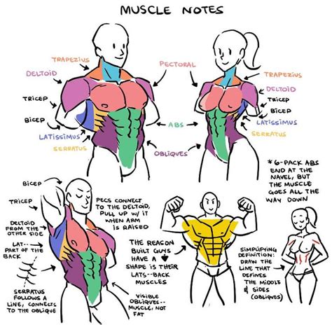 That's all you need to do. 23 best images about Character Anatomy | Muscles on Pinterest | Abs, Muscle and How to draw