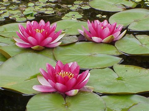 Water Lillies Water Lilies Lily Pond Pond Plants