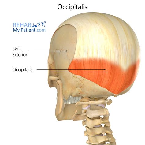 Occipitalis Head Rehab My Patient