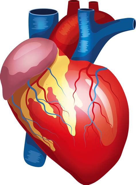 Human Heart Png Transparent Images Png All