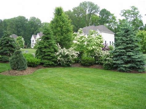 25 Unique Evergreen Trees Landscaping Ideas On Pinterest Landscaping