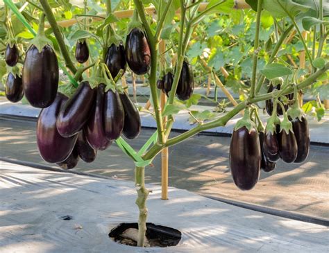 So far, you have learned the benefits of growing eggplant. 27 Science-Based Health Benefits of Eggplant (#11 is WOW)