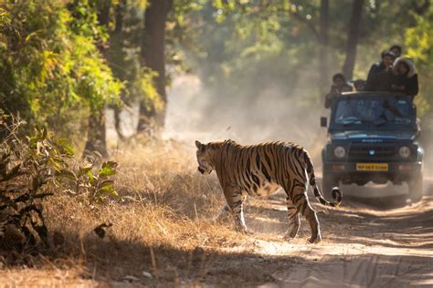 Tiger Lands Of Central India Delhi Agra Bandhavgarh Kanha
