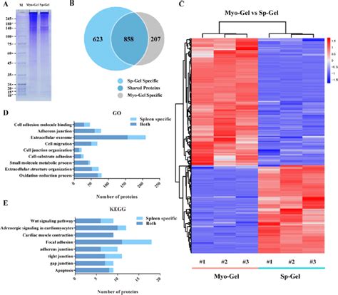 Proteomic Analysis And Validation A SDS PAGE Gel Analysis Of Sp Gel