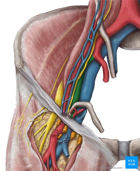 External Iliac Artery Anatomy And Branches Kenhub My Xxx Hot Girl