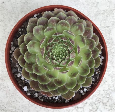 Sempervivum "Director Jacobs", Large Sempervivum Hen and chicks