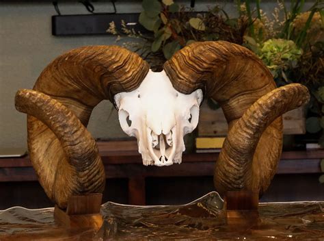 Wild Sheep Foundation Replica World Record Bighorn Sheep Skull
