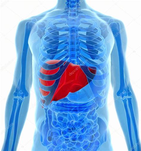 Anatomy Of Human Liver In X Ray View Stock Photo By ©ingridat 29423439