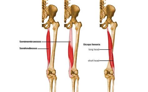 Why Are My Hamstrings Always Tight Manual Medicine Spine And Sports