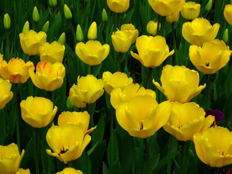 Yellow Tulip Flowers Wallpaper 34611565 Fanpop