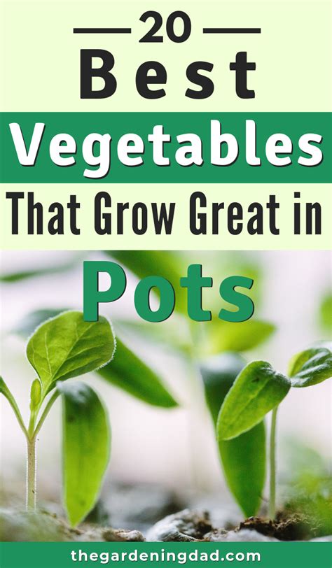 20 Easy Vegetables To Grow In Pots For Beginners Artofit