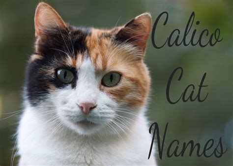 101 Awesome Calico Cat Names And Meanings Cat Mania
