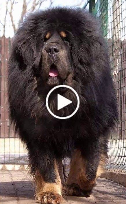 Top 10 Biggest Dog Breed In The World