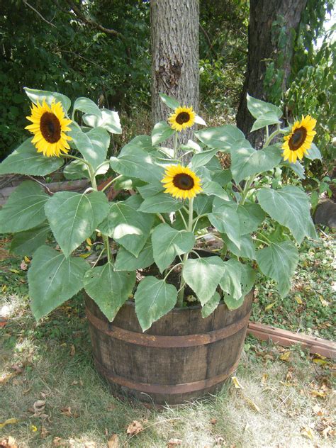 Sunflower Pot Database Plants
