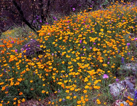 Merced Canyon Poppies Merced River Canyon California Michael