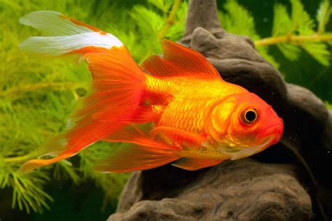 Top 25 Goldfish Facts That Might Surprise You 2023