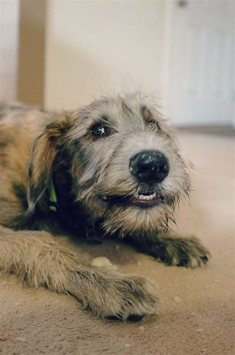 30 Best Irish Wolfhounds Images On Pinterest Irish